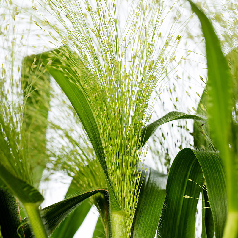 Panicum virgatum