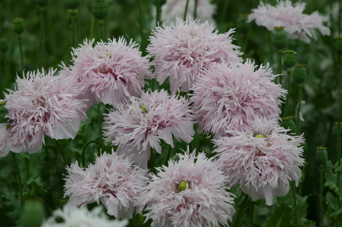 Papaver somniferum Lilac Pompom