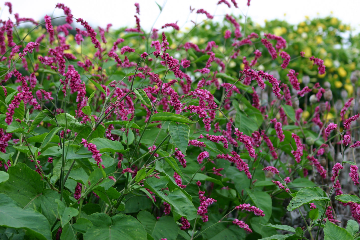 Persicaria Orientalis Cerise Pearls