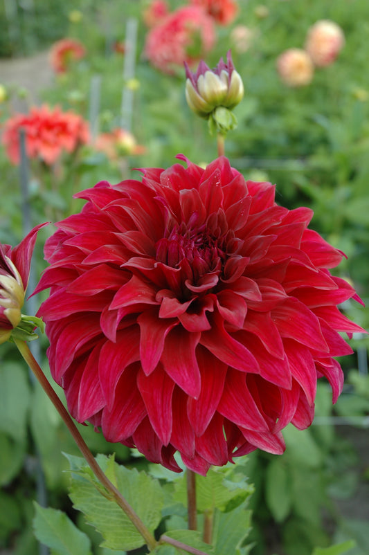 Dahlia Spartacus