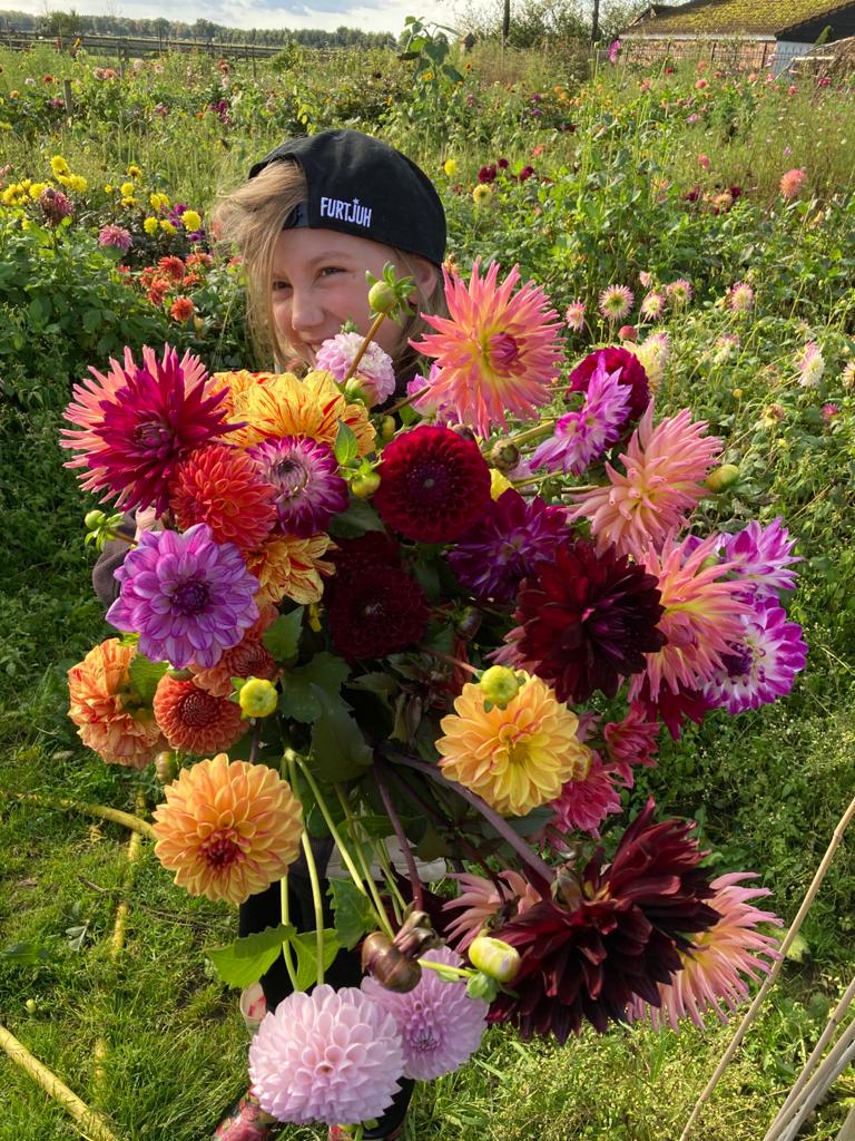 Han's Dahlia Collectie 2026 - 10 Dahlia knollen