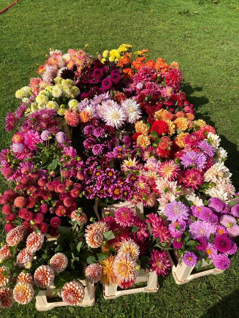 Han's Dahlia Collectie 2026 - 10 Dahlia knollen