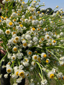 Ammobium