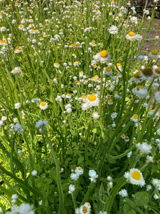 Ammobium
