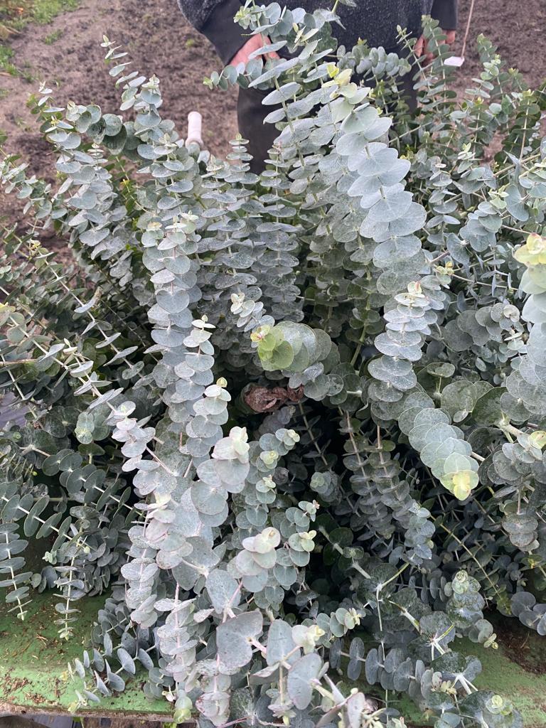 Eucalyptus silverdollar