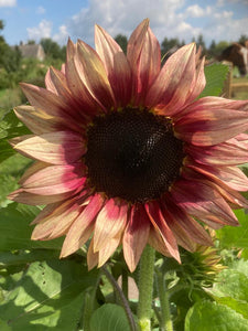 Helianthus Procut plum