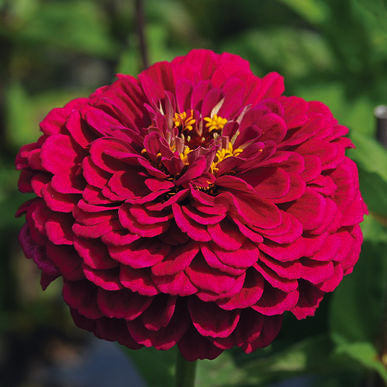 Zinnia benary wine