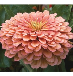 Zinnia elegans - Dahlia bloemig Salmon