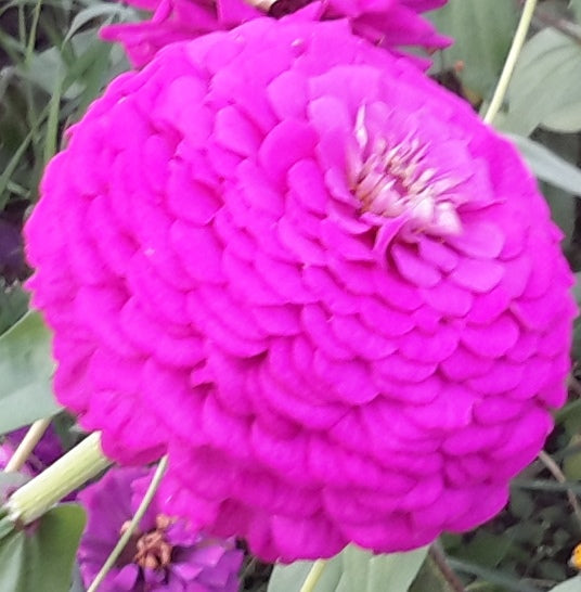 Zinnia elegans - Dahlia bloemig Violet