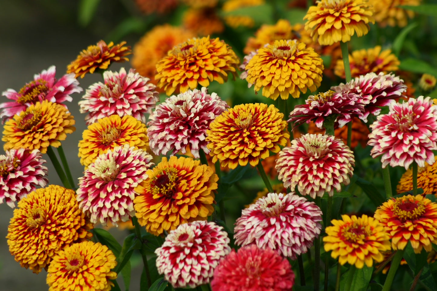 Zinnia Elegans Salsiando