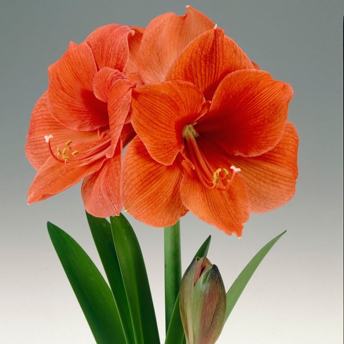 Amaryllis Bol - Amaryllis Orange Souvereign Galaxy