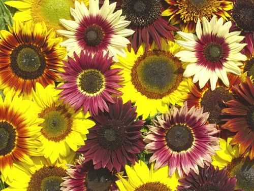 Helianthus Summertime Mixed