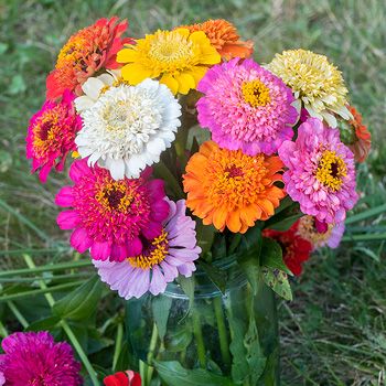 Zinnia Cupcake gemengd