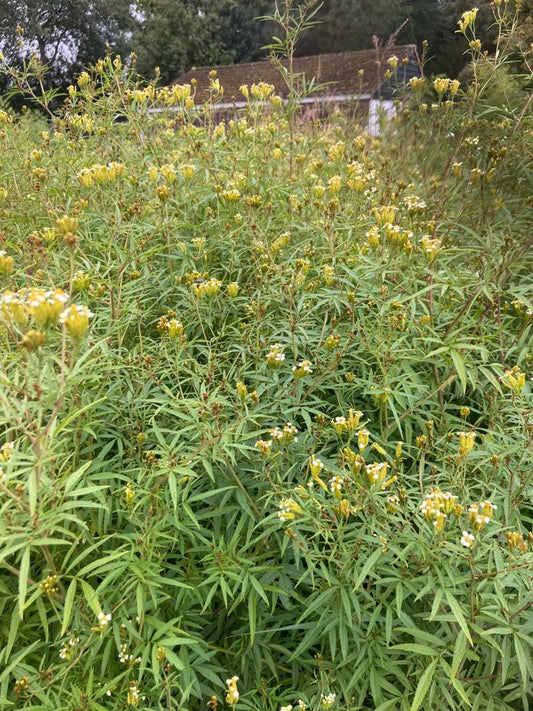 Tagetes Minuta (Huacatay Munt)