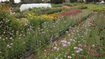 Afbeelding in Gallery-weergave laden, Pluktuin Collectie 2022
