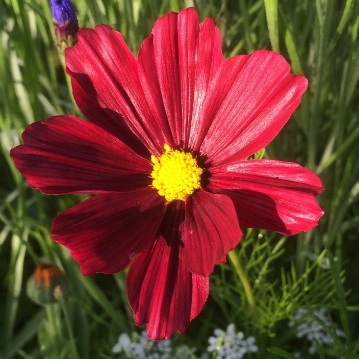 Cosmea veloutte