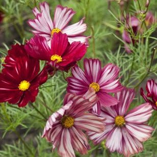 Cosmea veloutte