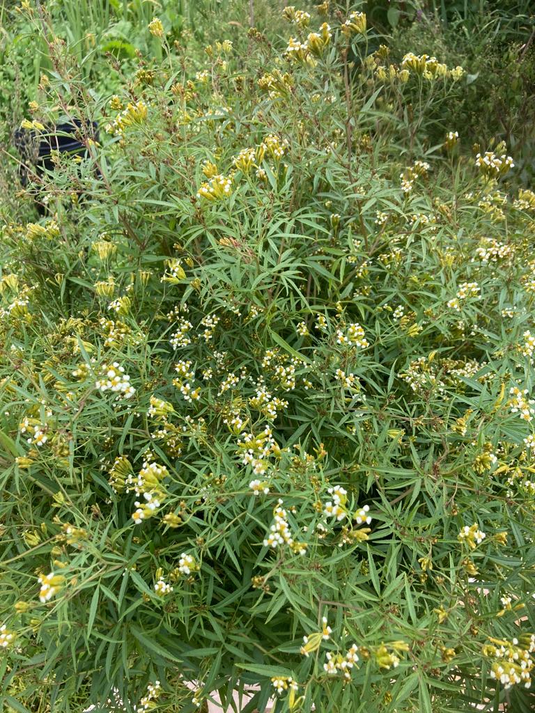 Tagetes Minuta (Huacatay Munt)