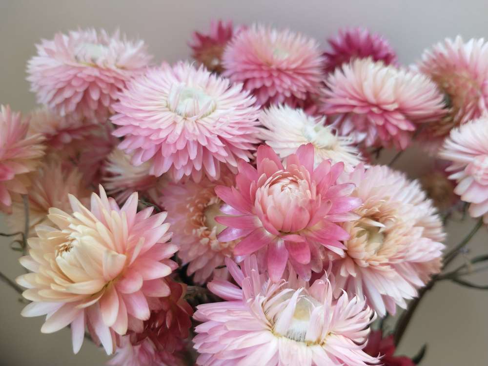 Helichrysum Roze