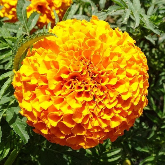 Tagetes Hawaii