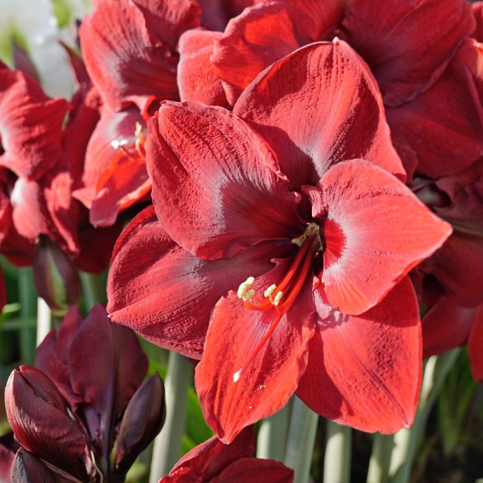 Amaryllis Bol - Amaryllis Grand Diva Galaxy