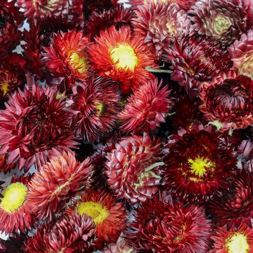 Helichrysum Red