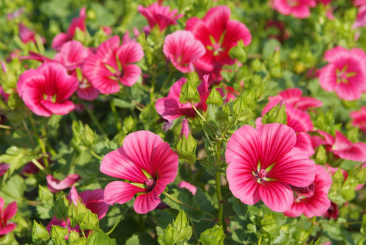 malope trifida mix