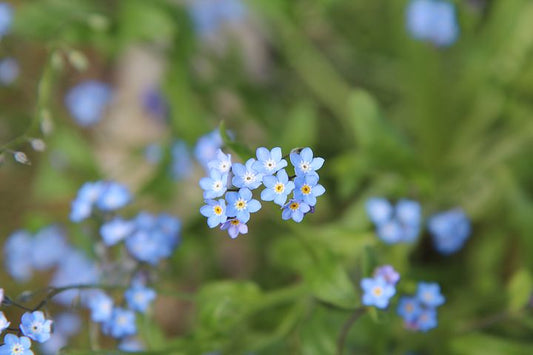 Myosotis