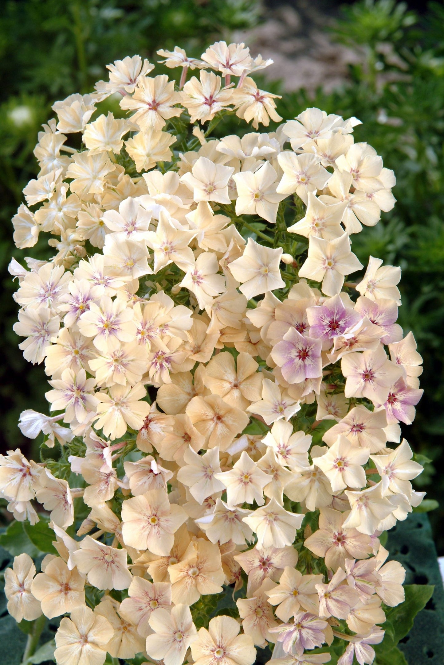 Phlox Grandiflor Creme Brulee