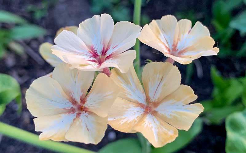 Phlox Grandiflor Creme Brulee