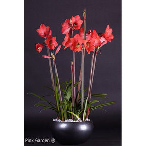 Amaryllis Bol - Amaryllis Pink Garden Peru