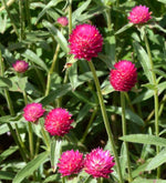 Afbeelding in Gallery-weergave laden, Gomphrena carmine
