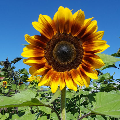 Zonnenbloemen collectie