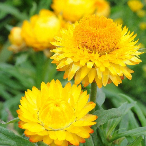 Helichrysum Yellow