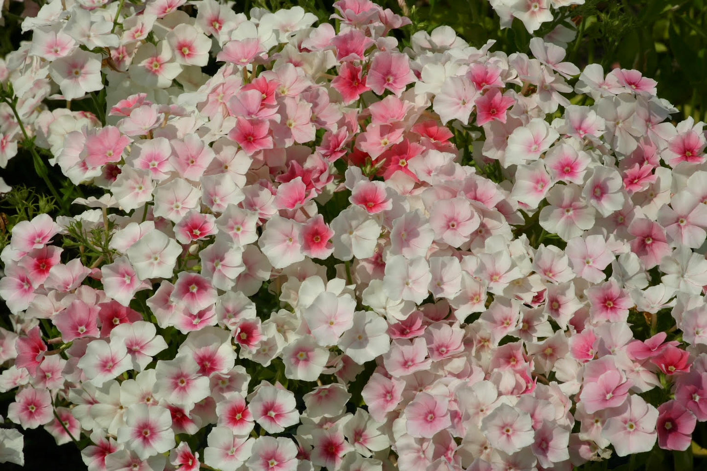 phlox blushing bride