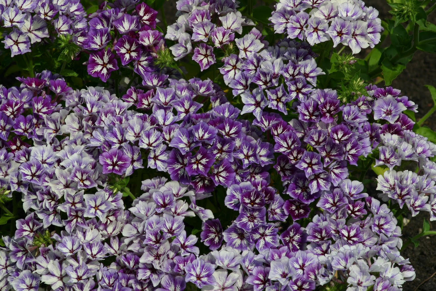 Phlox Sugar Stars