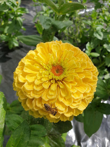 Zinnia Lime peach NIEUW